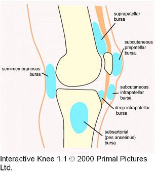 knee-bursae